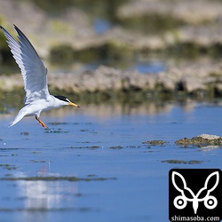コアジサシも水浴びにやってきました。