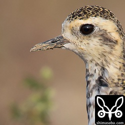 こちらも同じく。