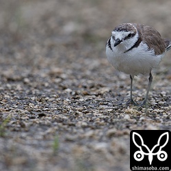 シロチドリも雨に打たれて濡れ鼠。