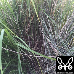 丸見えになったセッカの巣。カラスなどに見つかりませんように。