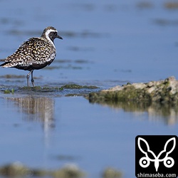 ムナグロはどこにでもいます。