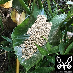 アカショウビンの巣穴掘りの木屑は増えていました。