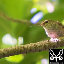 リュウキュウウグイスは初撮影。いつも藪の中で手強い相手です。^^;