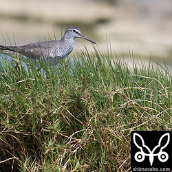 キアシシギも数羽いました。