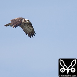 上空にはミサゴも。