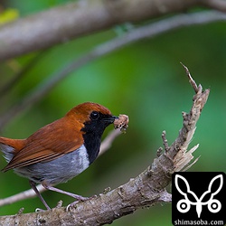 ホントウアカヒゲのオス成鳥。イモムシをくわえています。どうやら求愛給餌のようでしたが藪の中での出来事なので確認できず。