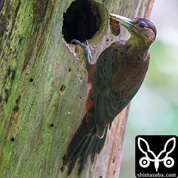 メスは原型を留めたまま持ってきます。