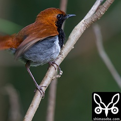 アカヒゲダンス? しきりに尾羽を振っていました。