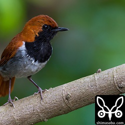 途中雨が降ってきて、シャワーのごとく気持ちよさそうなホントウアカヒゲ。^^