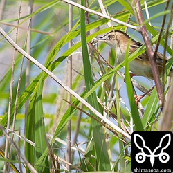 ヒナのフンを巣の外へ運び出す親鳥。