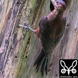 こちらはメスのノグチゲラ。くわえている獲物はムカデのようです。