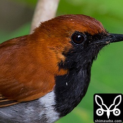 可愛らしいホントウアカヒゲですが、超トリミングすると意外と凛々しい目つきです。