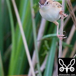 巣より下の方も一生懸命に我が子を探すセッカ。切ないです。