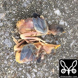 アリの餌食となったセッカのヒナ。まだ、それほど食われていないので私が現場に来る数時間前の出来事なんでしょう。