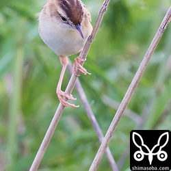 セッカはヒナの数が足りないのが分かるのか、植え込みの根元をじっと見ています。