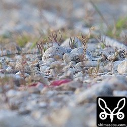 卵は三つあるようです。