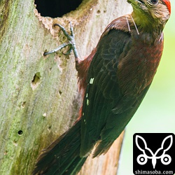 オスも同じ昆虫を持ってきました。