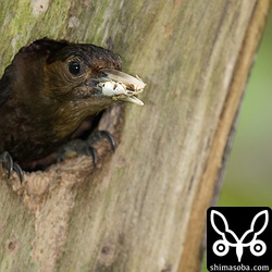 ヒナのフンを持って出てきたノグチゲラのメス。