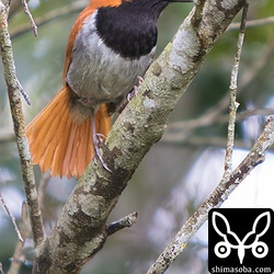 対戦相手も尾羽を広げて威嚇します。