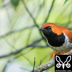 ホントウアカヒゲのオスは隣のオスと縄張り争いをしているようでした。
