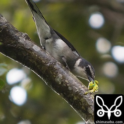 サンショウクイが捕まえた何かの幼虫は蛍光色の黄色です。毒々しいですが、大丈夫なんでしょうか…。^^;