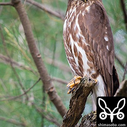 オスのアオバズク。コノハズクと違い、営巣中のアオバズクは目立つ場所で見張っていますね。
