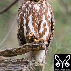 林を探していたのですが、ふと反対側を見ると目立つ枝からアオバズクが私を観察していました。^^;