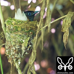 ほとんどメスが抱卵します。細い蔓に作られた巣なので風が吹くたびに揺れていました。