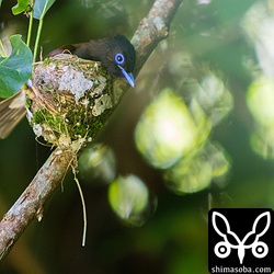 クモの糸をくちばしで丁寧に塗りつけます。