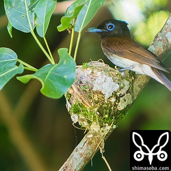 ほぼ完成しています。