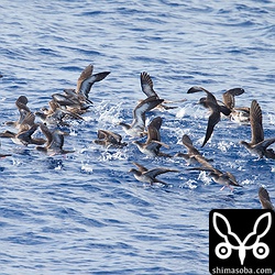 オナガミズナギドリ。