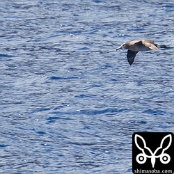 クロアシアホウドリ幼鳥。