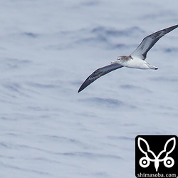 オオミズナギドリ。