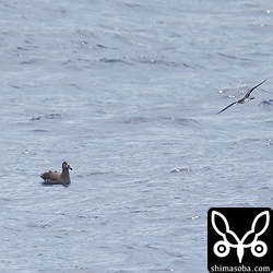 クロアシアホウドリ幼鳥。