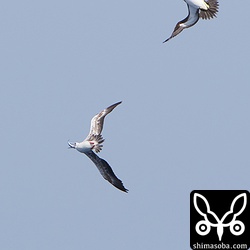 カツオドリとアカアシカツオドリのバトル。