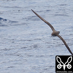 オナガミズナギドリ。