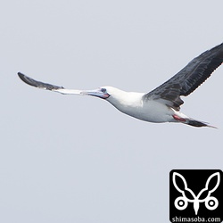 アカアシカツオドリ尾羽が黒く翼下面も暗色なので若い?