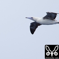 アカアシカツオドリ。