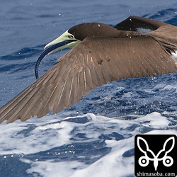 カツオドリがダツを捕獲。