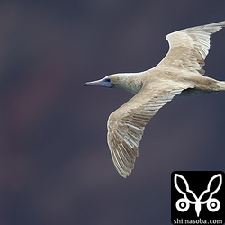 アカアシカツオドリ亜成鳥。