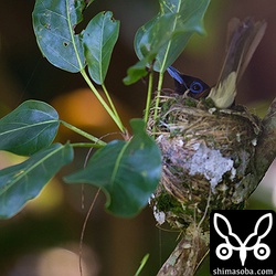 同じく抱卵中のサンコウチョウ。EOS-1D X で撮影しました。EOS-1D X Mark II の方が明るく写りますね。また、ノイズも改善されているようです。EOS-1D X Mark II のサイレント撮影は静かに撮れるので営巣などには最適。^^ 通常シャッター音も以前より静かになっています。