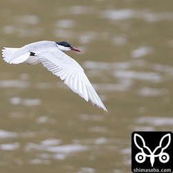 ダムにはクロハラアジサシが1羽。