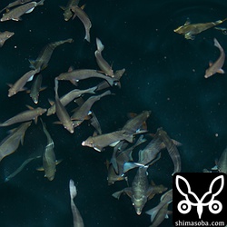 夜、漁港に行ってみると魚がうじゃうじゃいました。^^;