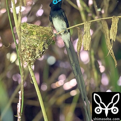 ヒナが糞をするのを待つサンコウチョウのオス。