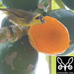 メグロはそこらじゅうにいます。これは民家のパパイアの実を食べるメグロ。