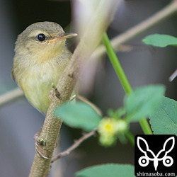 ハシナガウグイスもあちこちで巣立ちビナが観察できました。