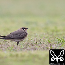 グラウンドにはツバメチドリ。