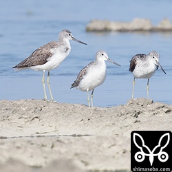 アオアシシギもコアオアシシギと同じくらいいました。