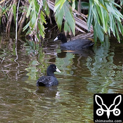 ダムにはオオバンが2羽。