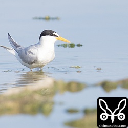 コアジサシも数羽。